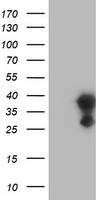 EIF4EL3 Antibody