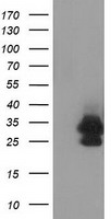EIF4EL3 Antibody