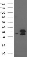 EIF4EL3 Antibody