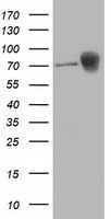 beta Catenin Antibody