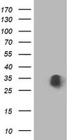 MOB4A Antibody