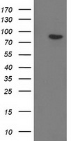 Gephyrin Antibody