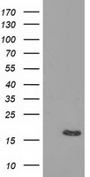 BIRC5 Antibody