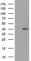Hsp40 Antibody