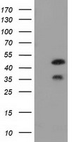 FKBPL Antibody
