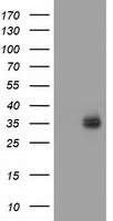 VSIG2 Antibody