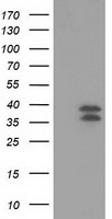 VSIG2 Antibody