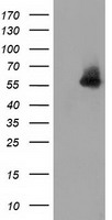 Syntrophin alpha 1 Antibody