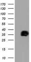 XLF Antibody
