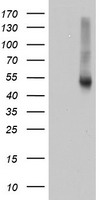Ribonuclease Inhibitor Antibody