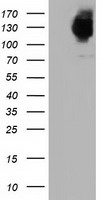 MICAL1 Antibody