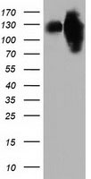 MICAL1 Antibody