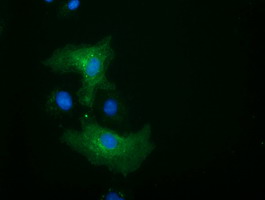 ALDH1L1 Antibody