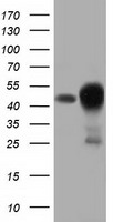 DNAJA2 Antibody