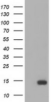 FSH beta Antibody
