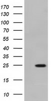 MOBKL2B Antibody