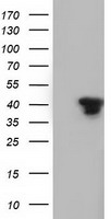 SH3GL1 Antibody