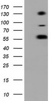 BTN1A1 Antibody