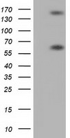 BTN1A1 Antibody