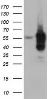 Cytoplasmic dynein 1 light intermediate chain 1 Antibody