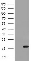 IL36A Antibody