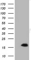 IL36A Antibody