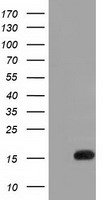 IL36A Antibody