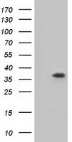 elF2 alpha Antibody