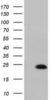 MOB4A Antibody