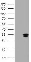 CFAP298 Antibody