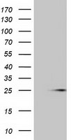 MOB4A Antibody