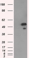 SHC Antibody