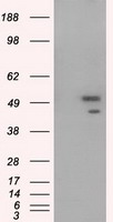 SHC Antibody