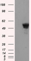 SHC Antibody