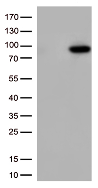 XRCC1 Antibody