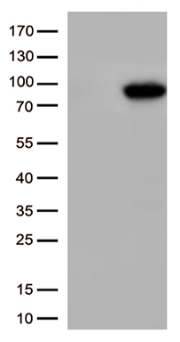 XRCC1 Antibody