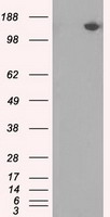 PASK Antibody