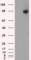 GRASP1 Antibody