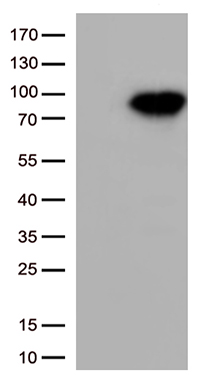 XRCC1 Antibody
