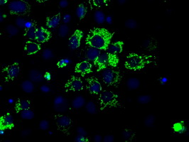Aconitase 2 Antibody