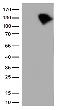 B Raf Antibody
