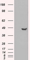 GFAP Antibody