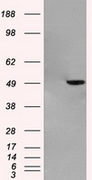 GFAP Antibody