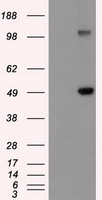 GFAP Antibody