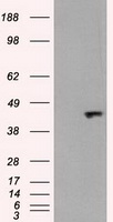 JNK1 Antibody