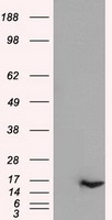 IL3 Antibody