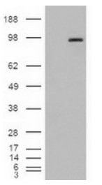 CST3 Antibody