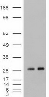 Noggin Antibody