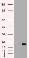 IL6 Antibody