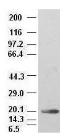 IL6 Antibody